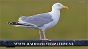Radio Zilvermeeuw